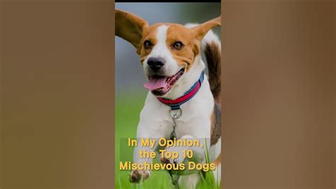 In My Opinion The Top 10 Mischievous Dogs Youtube