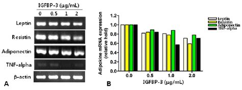 Effects Of Bp3 On Adipokine Gene Expression In 3t3 L1 Adipocytes A