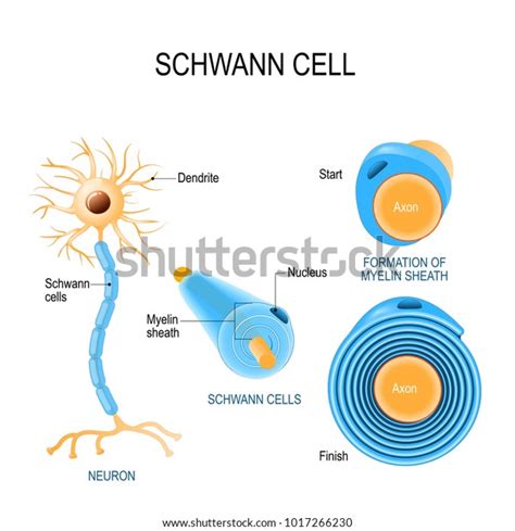 Schwann Cells Structure Neurolemmocytes Anatomy Typical 库存矢量图（免版税