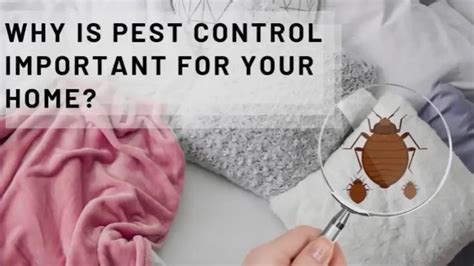 Why Is Pest Control Important For Your Home [video] Pest Control Pest Control Services