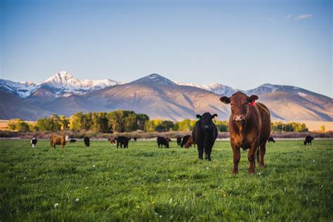 On the "Ins and Outs" of Grassfed Organic Beef - Organic Beef Matters