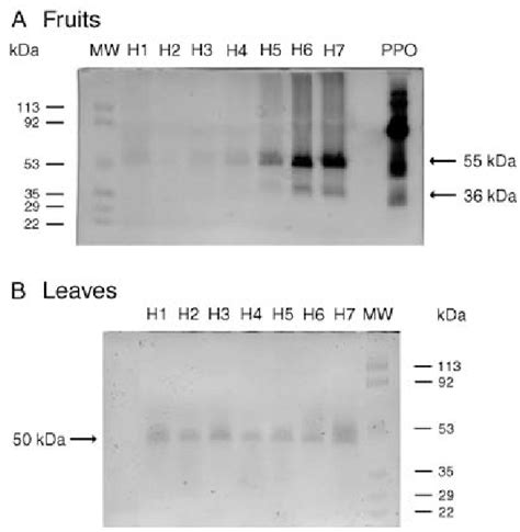 Partially denaturing SDS-PAGE followed by in-gel staining for... | Download Scientific Diagram