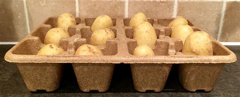 Now Is The Time To Start Seed Potatoes Chitting Set To Chit Or