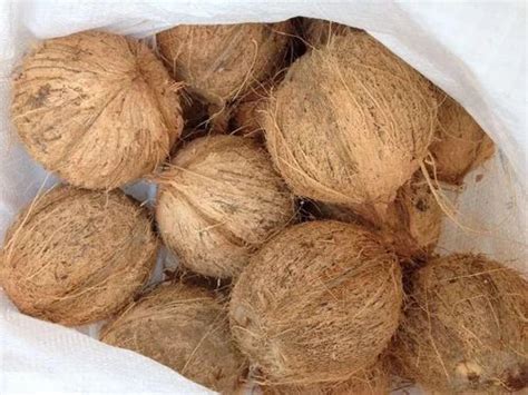 Dry Coconut Whole Packaging Type Sacks At Best Price In Mumbai Id