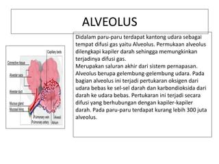 Sistem Pernapasan Pada Manusia Pptx