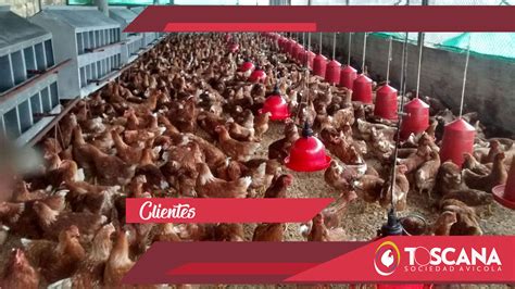 Una Producci N Av Cola De Gallinas Ponedoras Sostenible Avicola De