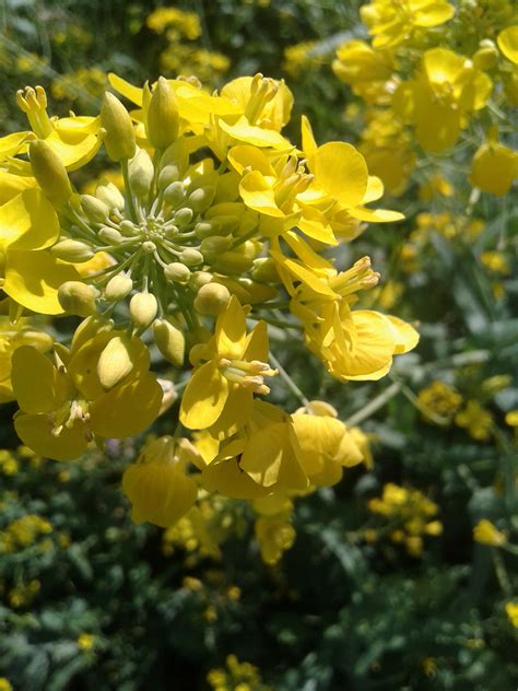 Free Images Flower Yellow Mustard Plant Rapeseed Flora Brassica