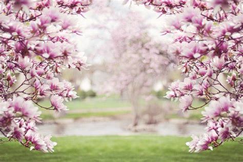 Blossom Tree Backdrop Background Spring Flowers Cherry Blossom