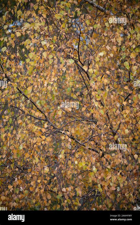 Silver birch autumn leaves hi-res stock photography and images - Alamy