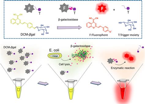 Frontiers An Enzyme Activatable Dual Readout Probe For Sensitive β