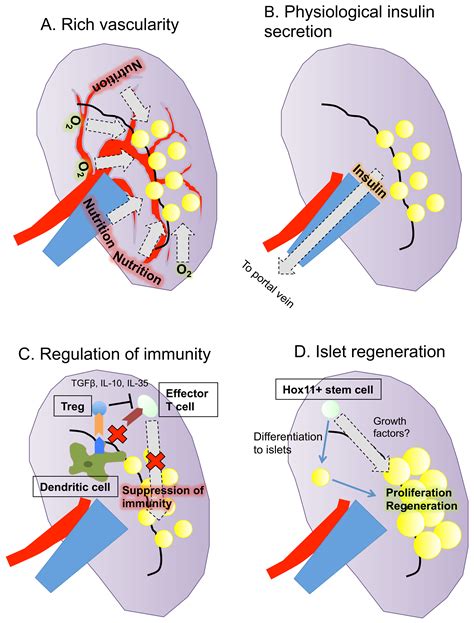 Spleen Ijms Free Full Text The Spleen As An Optimal Site For Islet