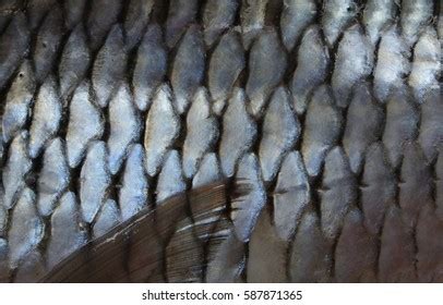 Shiny Fish Scales Stacked Rows Stock Photo 587871365 | Shutterstock