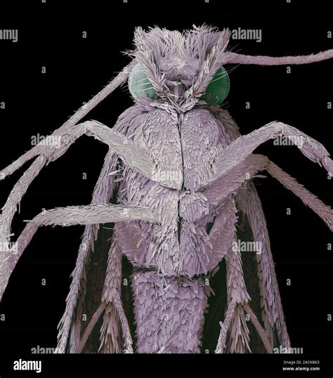 Clothes Moth Coloured Scanning Electron Micrograph Sem Of The