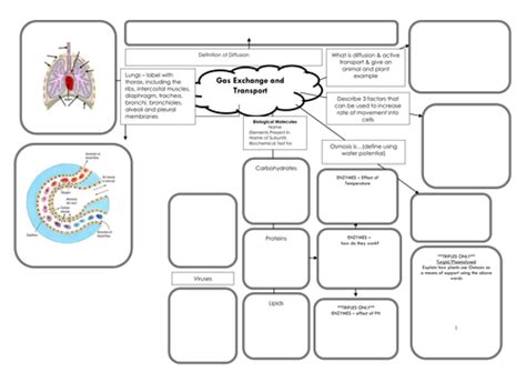 Igcse Edexcel Biology Mind Maps Teaching Resources