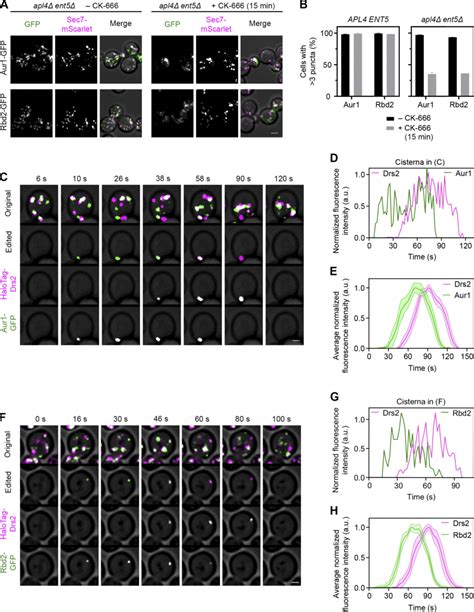 Other Transmembrane Golgi Proteins Resemble Sys In Their Kinetic