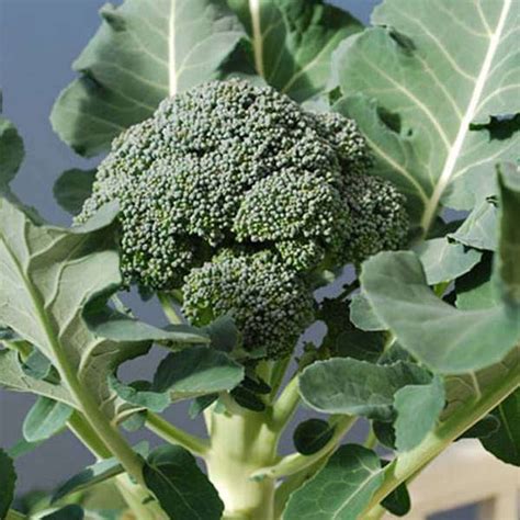 Buy Organic Vegetable Seeds online from Nurserylive at lowest price.