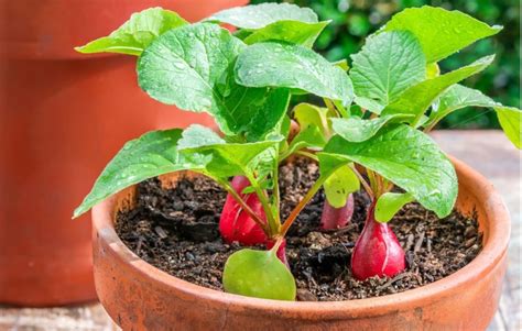 Tips For Growing Radishes In Pots Avoid Crowding Says Gerald