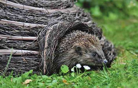 Best Hedgehog Bedding + DIY - Petaddon