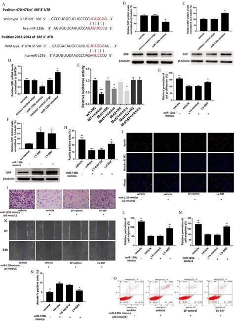 Mir 125b Exerts A Regulatory Function Via Its Direct Target Gene Srf Download Scientific