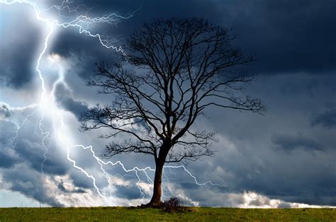 Tree And Storm 2 Free Stock Photo Public Domain Pictures