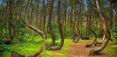 Ovnis Desapariciones Fantasmas Todo Sucede En Hoia Baciu El Bosque