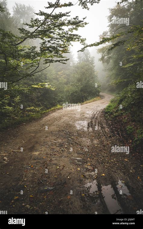 Dirty Road Through The Woods In The Mist Stock Photo Alamy