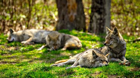 Coyote Vs Wolf: Knowing The Difference | Survival Life