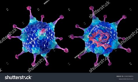 Adenovirus Structure 3d Illustration Adenovirus Has Stock Illustration