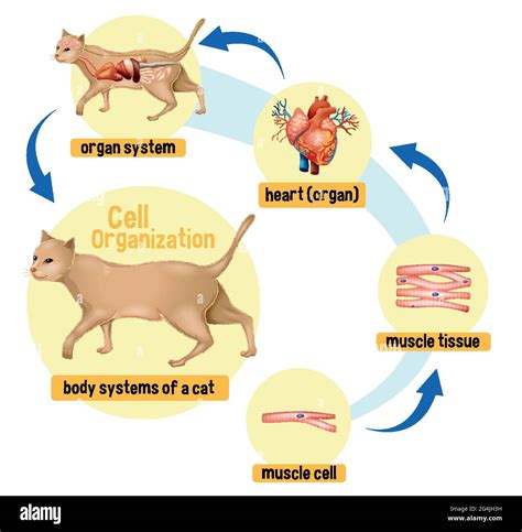 Diagram Showing Cell Organization In A Cat Illustration Stock Vector