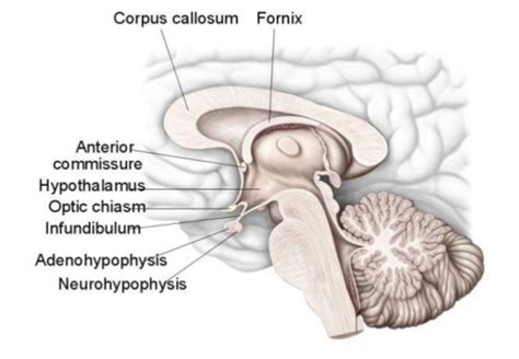 Ana Hypothalamus And Limbic System Flashcards Quizlet