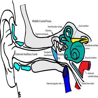 Schematic diagram of the external auditory canal, middle and inner ear ...