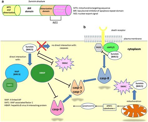 Survivin And Interaction With Apoptotic Pathways A Schematic Download Scientific Diagram