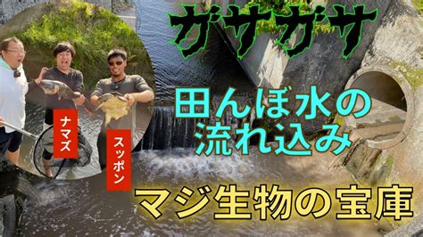 用水路でガサガサしたら巨大生物出現！？ Youtube