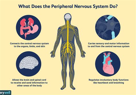 Peripheral Nervous System What It Is And How It Works