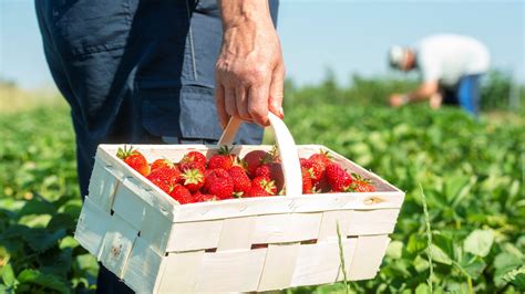 Dresden Hier können Dresdner Erdbeeren pflücken Sächsische de