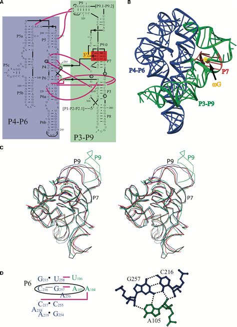 Structure Of The Tetrahymena Ribozyme Molecular Cell