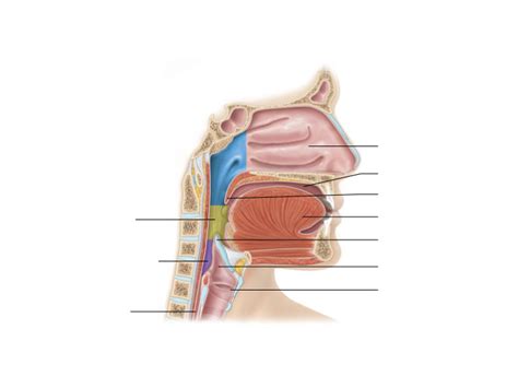 nasal Diagram | Quizlet