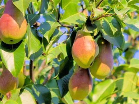 Круша Санта Мария: описание на сорта, снимки, рецензии