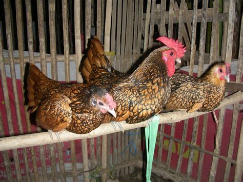 Cara Memelihara Ayam Batik Emas Tips Cara Memelihara Ayam