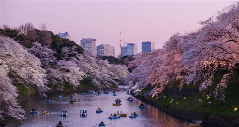 When Is Cherry Blossom Time In Japan 2024 - Petra Clemmie