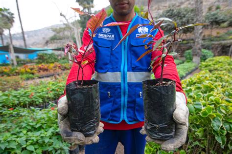 Serpar Recomienda Cómo Cuidar Tus Plantas En El Invierno La Razón