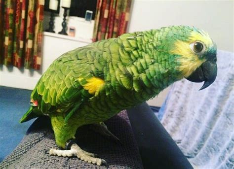 PARROTS AND EXOTIC BIRDS FOR SALE: Tame & Talking Male Blue Fronted ...