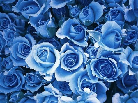 Pin By Bati S On Fondos Blue Roses Blue Flower Wallpaper Blue Roses