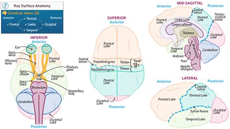 Neuroanatomy Cerebrum Key Surface Anatomy Ditki Medical And Biological Sciences