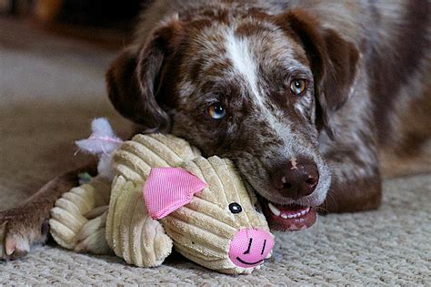 Free Images : puppy, vertebrate, felix, street dog, dog like mammal ...