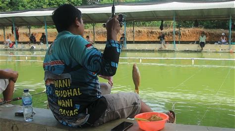 Umpan Mancing Ikan Mas Sutel Feat Umpan Jagung By Iyonk Group Berbagi