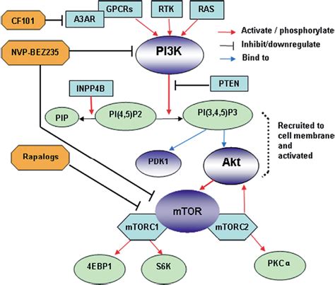 Phosphoinositide Kinase Protein Kinase B Mammalian Target Of