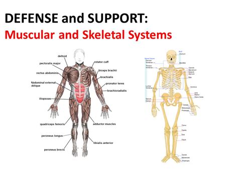 Musculoskeletal System Activities Youll Love To Teach