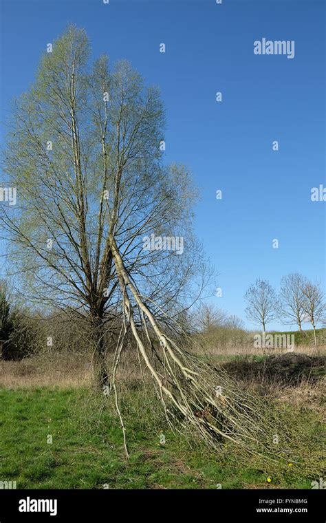 Broken Tree Branch High Resolution Stock Photography And Images Alamy