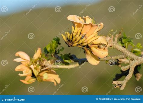 Yellow Coral Tree Flowers in Spring Stock Photo - Image of bean, coral ...